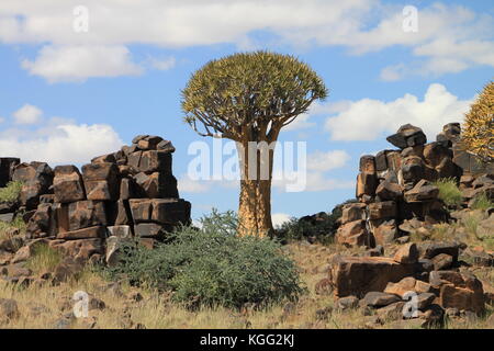 Faretra albero su roccia dolerite Foto Stock