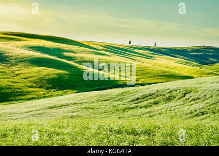 Incredibile paesaggio toscano, con prato verde e colline Foto Stock