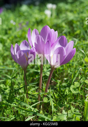 Colchicum autumnale Foto Stock