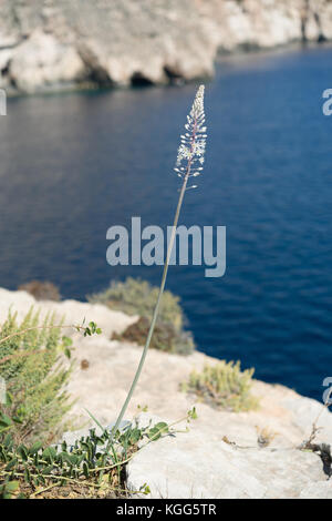 Drimia maritima s. l. (Urginea pancration) in malta. Vicino a Blue Grotto Foto Stock