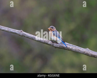 Femmina bluebird orientale con la bocca piena di vermi Foto Stock