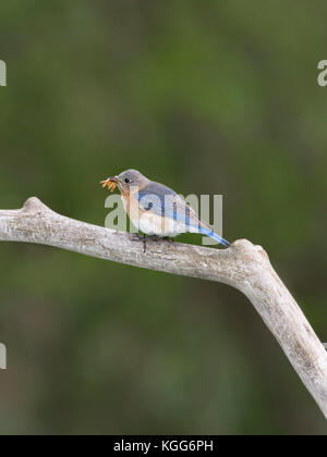 Femmina bluebird orientale con la bocca piena di vermi Foto Stock