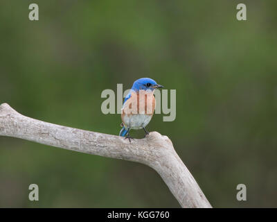 Femmina bluebird orientale con la bocca piena di vermi Foto Stock