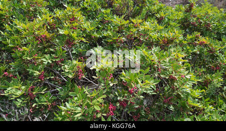 Pistacia lentiscus. dingli (Malta) Foto Stock