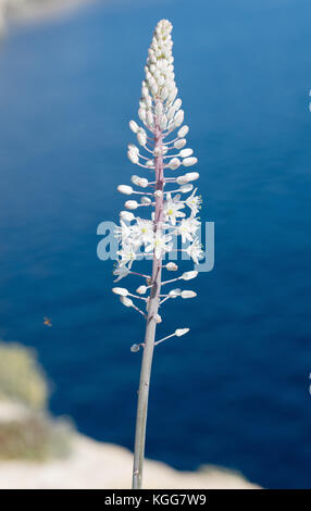 Drimia maritima s. l. (Urginea pancration) in malta. Vicino a Blue Grotto Foto Stock