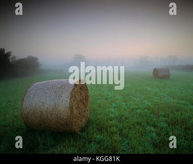 Isole del Canale. Guernsey. Paesaggio rurale di prima mattina nebbia. Balle di fieno in campo. Foto Stock