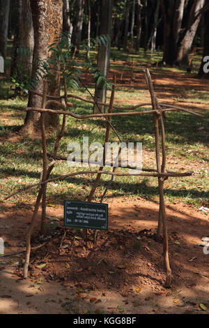 Basilica di Nostra Signora di Lanka tewatte ragama sri lanka Azadirachta indica albero su giardini della chiesa Foto Stock