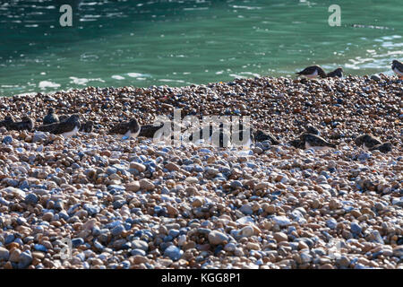 Un gregge di Turnstone (Arenaria interpres) gli uccelli seduti in riva al mare sulla spiaggia di ciottoli di Hastings, Regno Unito Foto Stock
