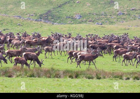 Cervi, Cervus elaphus, allevamento di maschi e femmina sui pascoli. Findhorn Valley, Scotland, Regno Unito. Foto Stock