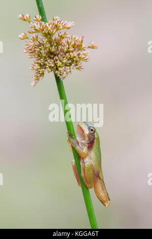 Laubfrosch Hyla Arborea (Treefrog verde comune) in diverse posizioni bella verde anfibia carino rana verde albero arrampicata su ramoscello Foto Stock