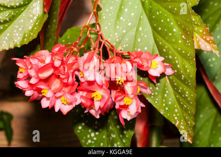 Fiore rosso architrave della canna di gambi di begonia ibrido, Begonia "lucerna" Foto Stock