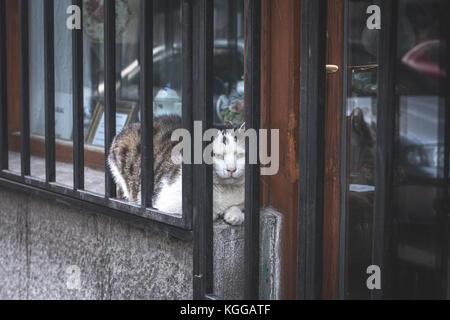 Adulto di bianco e grigio gatto domestico (Felis silvestris catus) che stabilisce tra la vetrina di un negozio e bar, calcolare fuori come mangiare il fotografo Foto Stock