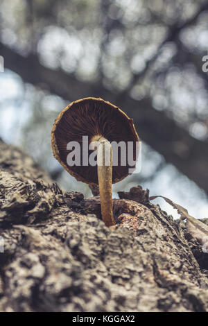 Coltivazione di funghi da un tronco di albero corteccia sulla grande guerra isola, Belgrado, Serbia Foto Stock