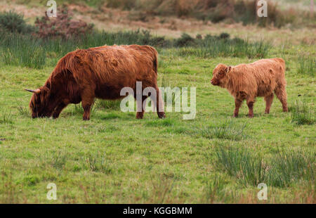 Highland scozzesi il pascolo di bestiame in un campo e pascolo su The Isle of Mull, Scozia Foto Stock