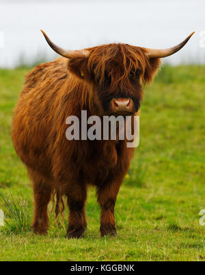 Highland scozzesi il pascolo di bestiame in un campo e pascolo su The Isle of Mull, Scozia Foto Stock