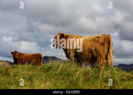 Highland scozzesi il pascolo di bestiame in un campo e pascolo su The Isle of Mull, Scozia Foto Stock