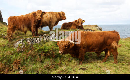 Highland scozzesi il pascolo di bestiame in un campo e pascolo su The Isle of Mull, Scozia Foto Stock