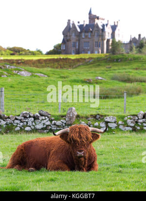 Highland scozzesi il pascolo di bestiame in un campo e pascolo su The Isle of Mull, Scozia Foto Stock