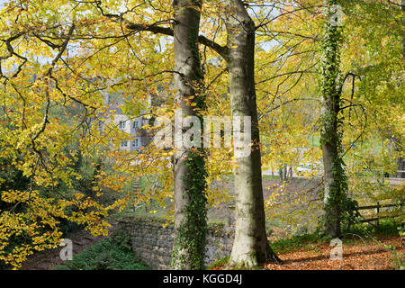 Autunno faggi lungo il terrapieno al vecchio cotswold Sapperton Canal Tunnel e il Tunnel Inn. Coates, Cirencester, Gloucestershire, Regno Unito Foto Stock