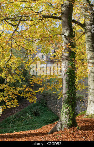 Autunno faggi lungo il terrapieno al vecchio cotswold Sapperton Canal Tunnel e il Tunnel Inn. Coates, Cirencester, Gloucestershire, Regno Unito Foto Stock