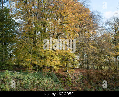 Autunno faggi lungo il terrapieno al vecchio cotswold Sapperton Canal Tunnel e il Tunnel Inn. Coates, Cirencester, Gloucestershire, Regno Unito Foto Stock