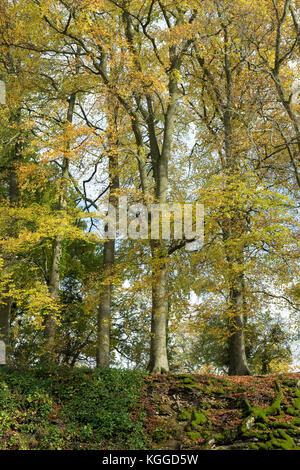 Autunno faggi lungo il terrapieno al vecchio cotswold Sapperton Canal Tunnel e il Tunnel Inn. Coates, Cirencester, Gloucestershire, Regno Unito Foto Stock