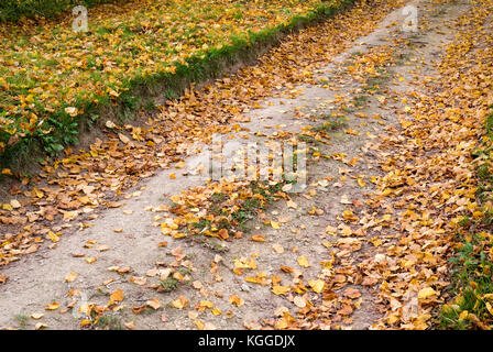 Tilia × europaea. Lime foglie di albero caduto su una bridleway in autunno. Swerford, Cotswolds, Oxfordshire, Inghilterra Foto Stock