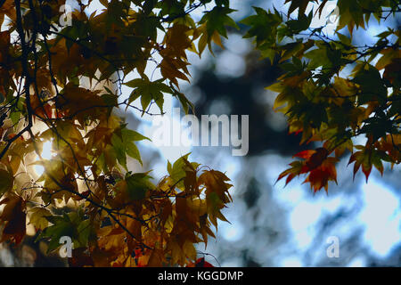 Foglie di autunno, a Westonbirt Arboretum Foto Stock