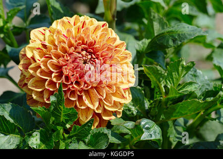 Di colore giallo brillante dalie nel letto di fiori nel parco. sfondo floreale. Foto Stock