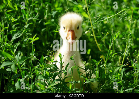 Piccolo giallo oca in erba verde sul prato Foto Stock