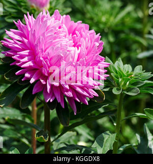 Rosa luminoso aster fiore su un aiuola di fiori in un parco. Foto Stock