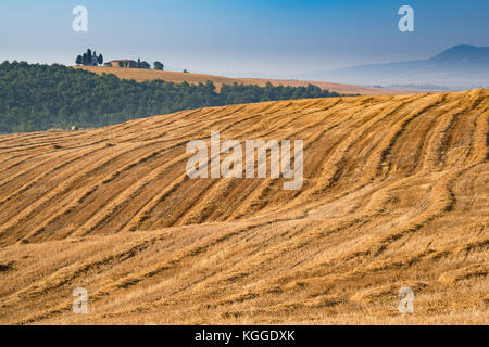 La laminazione dei campi di grano in Toscana, Italia Foto Stock