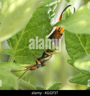 Vista laterale di comune earwig appeso a testa in giù sul bordo di una foglia. Questo bug può causare notevoli danni alle colture Foto Stock