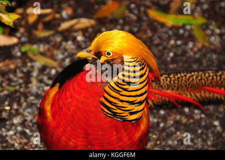 The Golden Pheasant o fagiano Cinese 'Chrysolophus pictus' su Tresco, Isole Scilly. Conosciuto localmente come Donald. Libero di vagare sull'isola.Cornovaglia Foto Stock