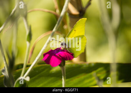 Gonepteryx cleopatra sul fiore Foto Stock