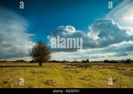 Giornata invernale in Ashdown Forest, East Sussex, Inghilterra. Foto Stock