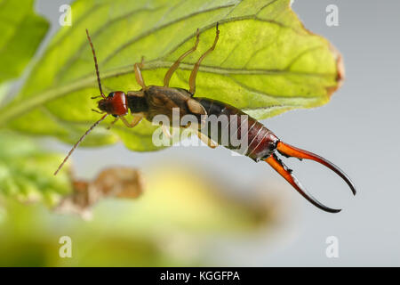 Close-up di earwig appeso sulle piccole e danneggiato foglie della pianta di pomodoro, su sfondo grigio. Forficula auricularia è un ben noto insetto infestante in agricoltura Foto Stock