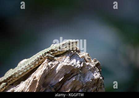 Lizard su un trunk Foto Stock