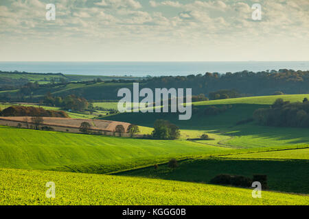 Pomeriggio autunnale in South Downs national park, west sussex, in Inghilterra. Foto Stock