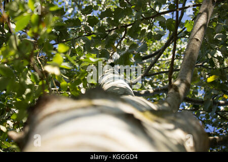 Poplar Tree dal di sotto Foto Stock