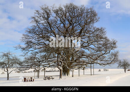 Paesaggio Di Inverno / millennium oak Foto Stock