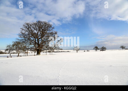 Paesaggio Di Inverno / millennium oak Foto Stock