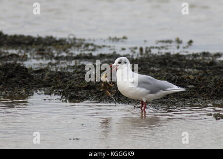 A testa nera Gabbiano, alimentando il granchio nella swale estuario a osono, questo uccello è in inverno abito di piume Foto Stock