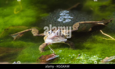 Una rana si siede custodisce alcuni frogspawn in un laghetto in giardino. Foto Stock