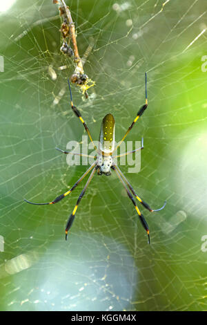 Golden orb spider nella foresta nel parco nazionale di tortuguero in Costa Rica Foto Stock