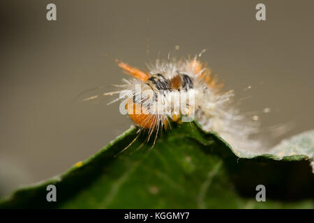 Il dado albero tussock moth larva Foto Stock