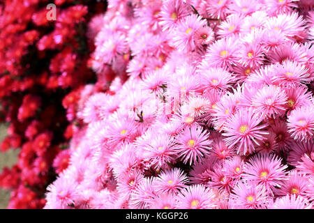 Rosa e Rosso faccia di maiale fiori o mesembryanthemum, impianto di ghiaccio fiori, livingstone margherite in piena fioritura Foto Stock