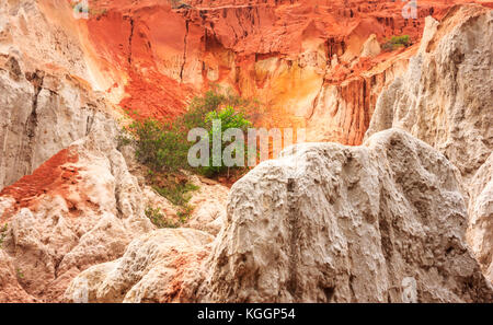 Albero cresce in ambiente ostile di fairy stream canyon (suoi tien), affacciato sul piccolo fiume che si snoda attraverso foreste di bambù, massi e Foto Stock