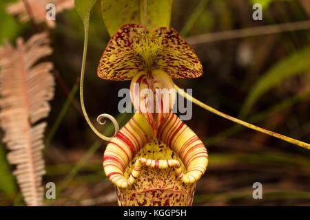 Piante di caraffa i nepenthes raflesiana sono abbastanza comuni in alcuni posti nel parco nazionale di Bako, Borneo, Sarawak. Foto Stock