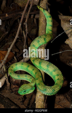 Borneo pit viper, tropidolaemus subannulatus è il più comune di serpenti velenosi che vivono nella foresta pluviale del Borneo. Parco nazionale di Gunung Mulu, sarawak. Foto Stock